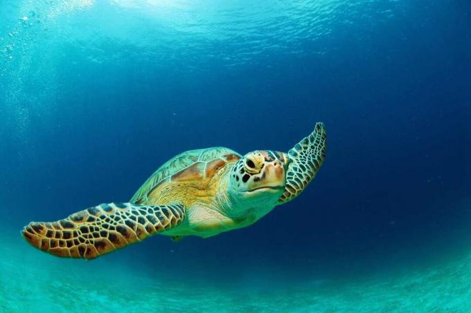 Плуване със зелена морска костенурка