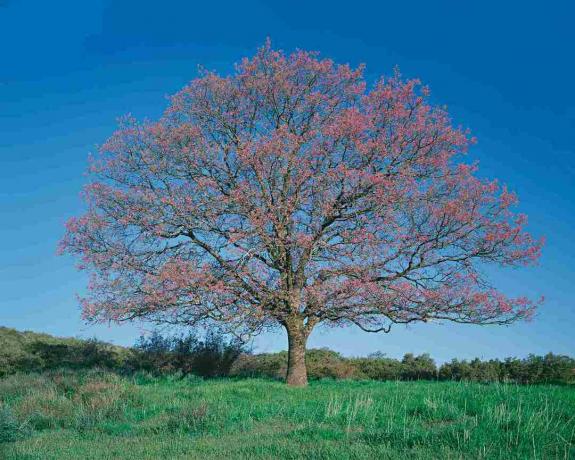 Черен дъб (Quercus kelloggii) в поле, пролет