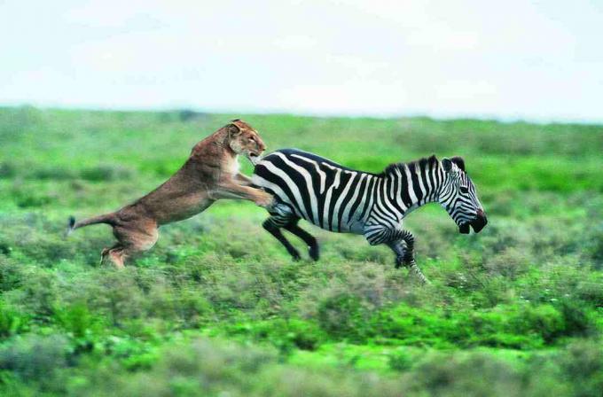 лъв атакува зебра