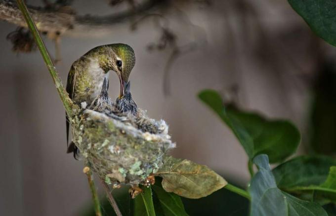 Колибри с гумички, хранещи две бебета в гнездо.