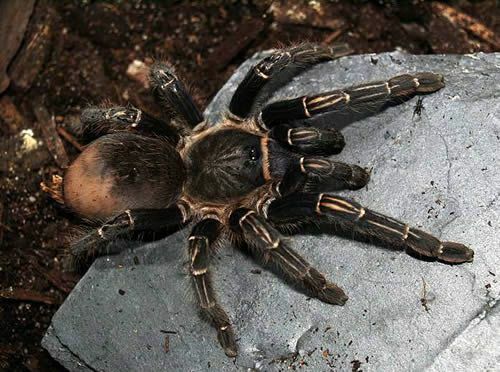 Коста риканска зебра тарантула (Aphonopelma zdianni)