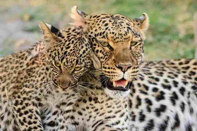 Портрет на леопард с леопардово кубче, Ботсвана