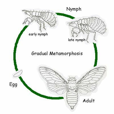Периодичната цикада е хемиметаболна, насекомо с постепенна метаморфоза.