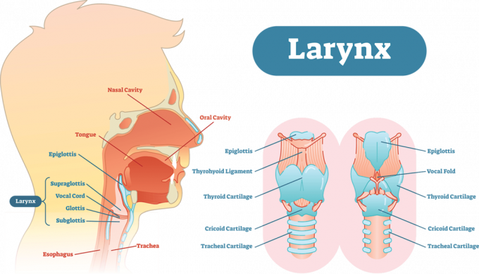 Ларинксова анатомична векторна илюстрационна схема, образователна медицинска схема.